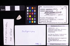 Foto (Objekt + Etiketten) von Nodoprosopon ornatum (Meyer, 1842) 